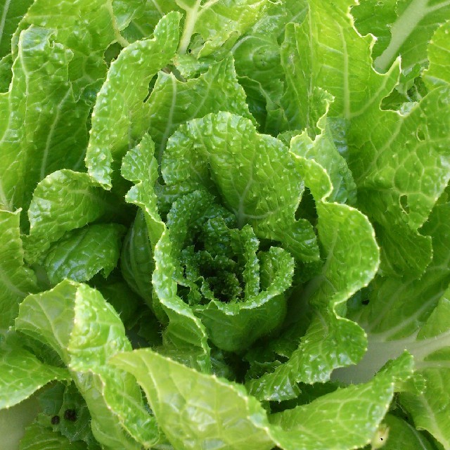 ☆わくわく80サイズ☆岡山産　新鮮野菜 食品/飲料/酒の食品(野菜)の商品写真