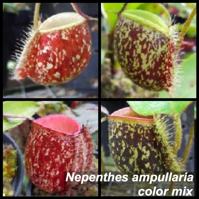 ネペンテス アンプラリア 種子 食虫植物の通販 By Chihayan S Shop ラクマ