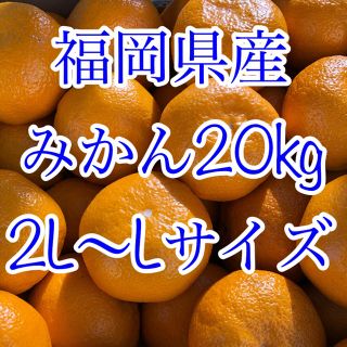 福岡県産  ミカン 20kg(フルーツ)