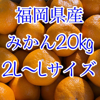 福岡県産 ミカン 20kg(フルーツ)