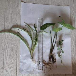 安心根付き☆観葉植物3種☆(その他)