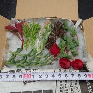 多肉植物☆レア種苗セット☆碧魚蓮、レッドベリー、グラベオレンス、ドルフィン等(その他)