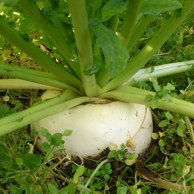 ☆わくわく80サイズ☆岡山産　新鮮野菜 食品/飲料/酒の食品(その他)の商品写真