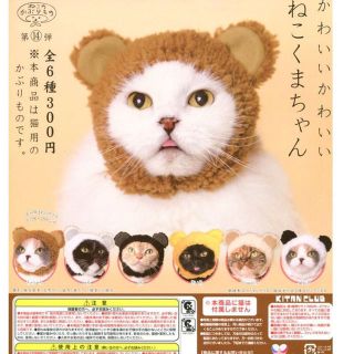 かわいいかわいい ねこくまちゃん 6種セット(その他)