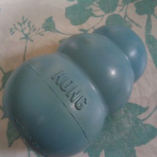 犬　コング　KONG(犬)