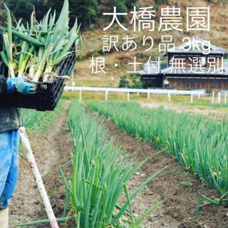 大橋農園 のどかネギ 訳あり品  根・土付無選別 約3kg(野菜)