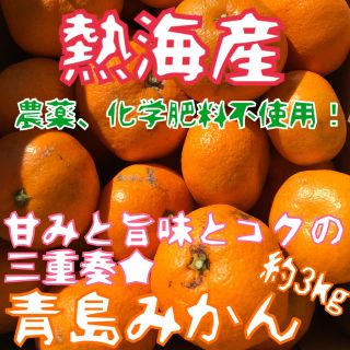 大好評につき再開！【熱海産♨無農薬】青島温州みかん約3㎏(フルーツ)