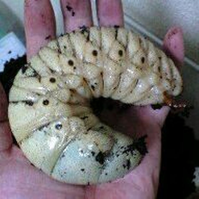 カブトムシ幼虫か巨大化します！ヒマラヤひらたけ発酵菌床マット！幼虫