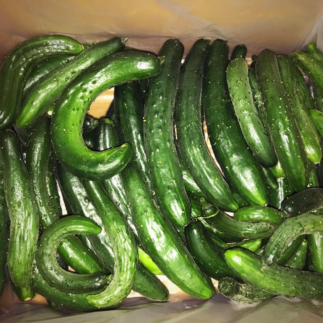 規格外品キュウリ 食品/飲料/酒の食品(野菜)の商品写真