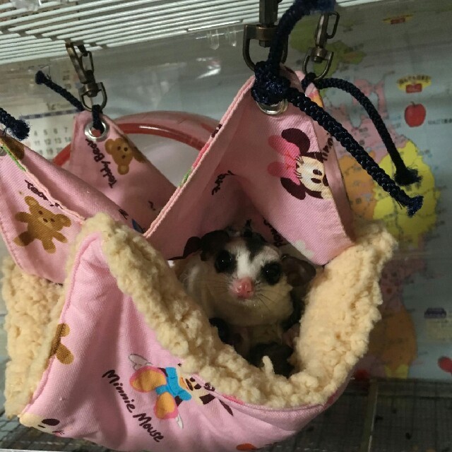 モモンガハウス(スイーツ柄Ver.3)ボア白の通販 by フローラ's shop|ラクマ モモンガハウス(スイーツ柄Ver.3)ボア白の通販 by フローラ's shop|ラクマ