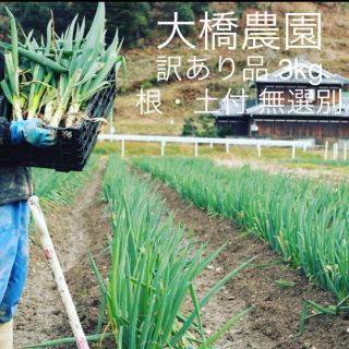 今季終了間近!! 大橋農園 のどかネギ 訳あり品  根・土付無選別 約3kg(野菜)