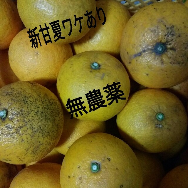 新甘夏5キロ☆はる様専用 食品/飲料/酒の食品(フルーツ)の商品写真