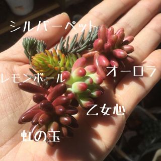 ぷりぷりカット苗 寄せ植えにプラス❣️(その他)