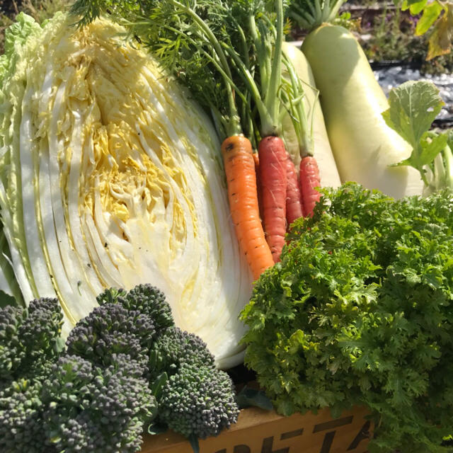 6日収穫、発送！無農薬、減農薬新鮮野菜詰め合わせ 食品/飲料/酒の食品(野菜)の商品写真