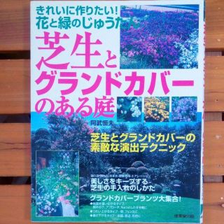 芝生とグランドカバーのある庭(住まい/暮らし/子育て)