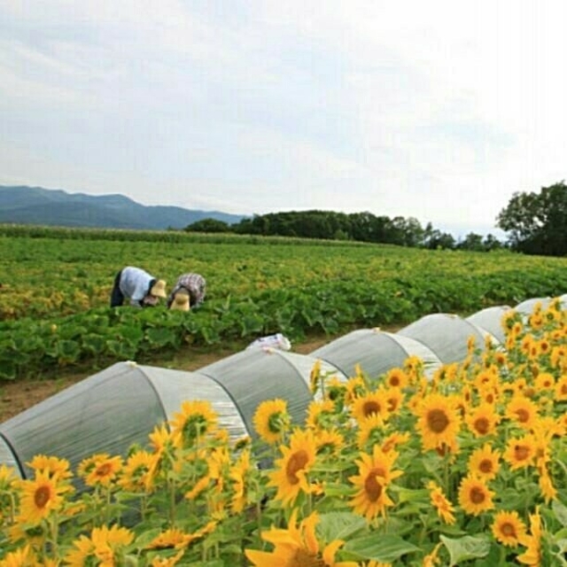 じゃがいも  北海道  無農薬  8㎏ 食品/飲料/酒の食品(野菜)の商品写真