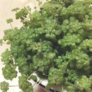 多肉植物 モナンテス  ブラキカウロン 30カット(その他)