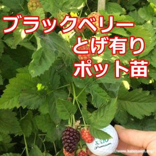 ■ブラックベリー苗トゲ有りポット苗ボイセンベリー健康フルーツ無農薬栽培☆送料無料(フルーツ)