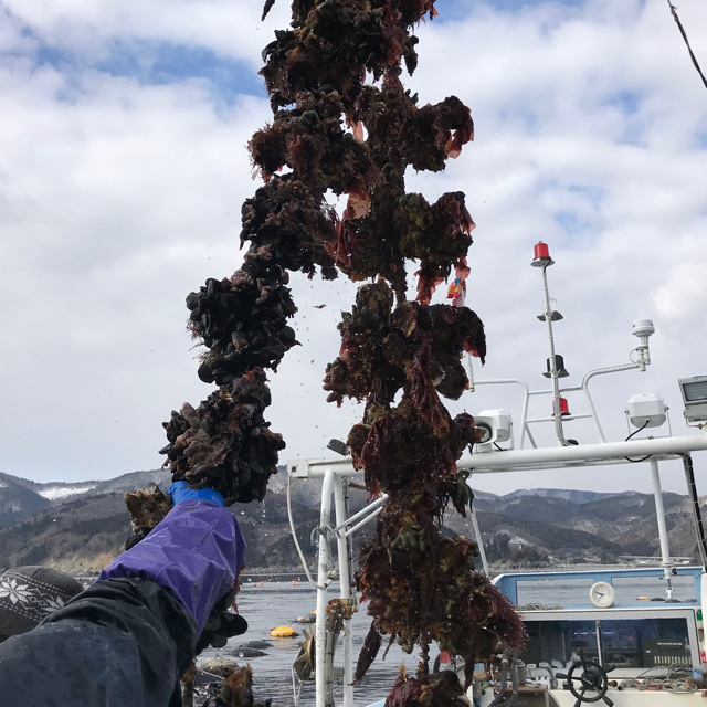 バーベキューに！宮城県石巻産殻付き牡蠣10キロ