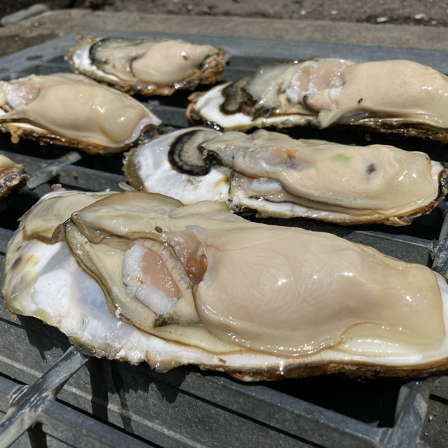 バーベキューに！宮城県石巻産殻付き牡蠣10キロ