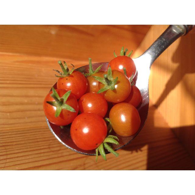 【世界最小！】マイクロトマト赤色の種15粒 食品/飲料/酒の食品(野菜)の商品写真