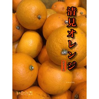 数量限定！訳あり 清見オレンジ(フルーツ)