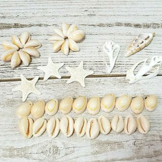 大人気シェル　タカラ貝他、お得なセット(各種パーツ)