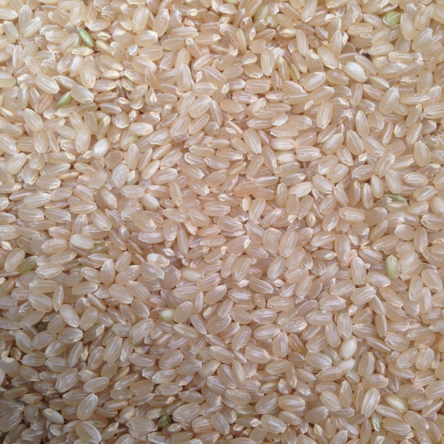 新米コシヒカリ玄米10㎏ 食品/飲料/酒の食品(米/穀物)の商品写真