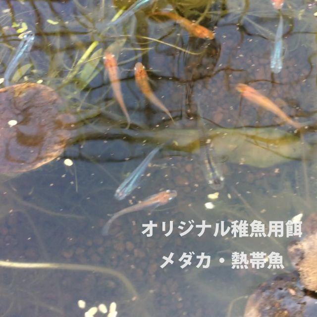 オリジナル稚魚用餌 お試し15グラム メダカ・熱帯魚の繁殖・健康維持に その他のペット用品(アクアリウム)の商品写真