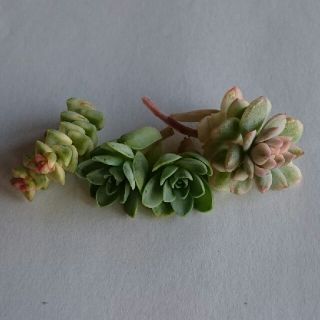 多肉植物(その他)
