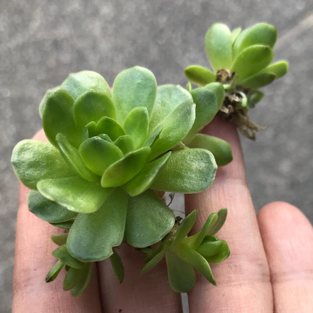 玄海岩蓮華 抜き苗 ランナー子株たくさん 多肉植物の通販 By まゆみ S Shop ラクマ 玄海岩蓮華 抜き苗 ランナー子株たくさん 多肉植物の通販 By まゆみ S Shop ラクマ