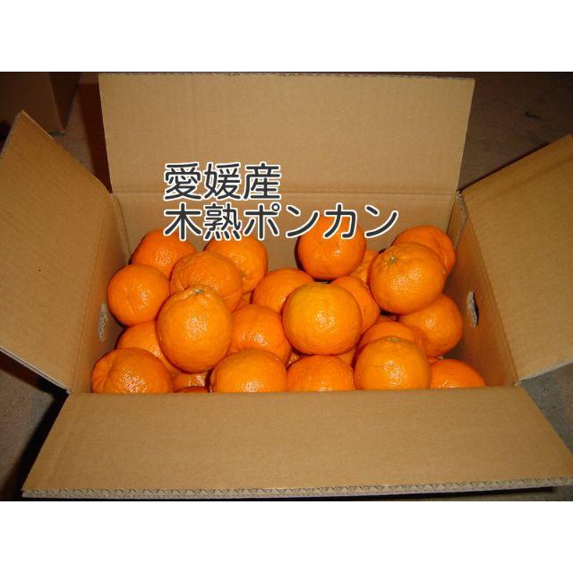 愛媛にしうわ産　木熟ポンカン　3k 食品/飲料/酒の食品(フルーツ)の商品写真