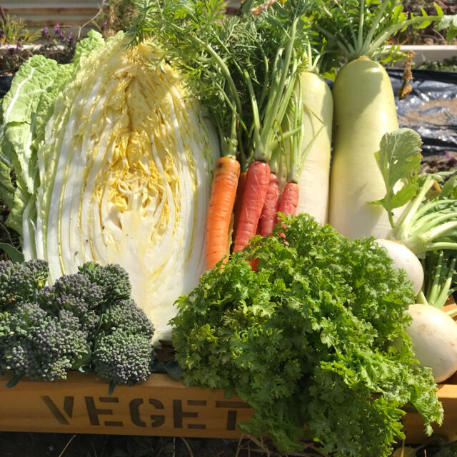 野菜詰め合わせ！ 食品/飲料/酒の食品(野菜)の商品写真