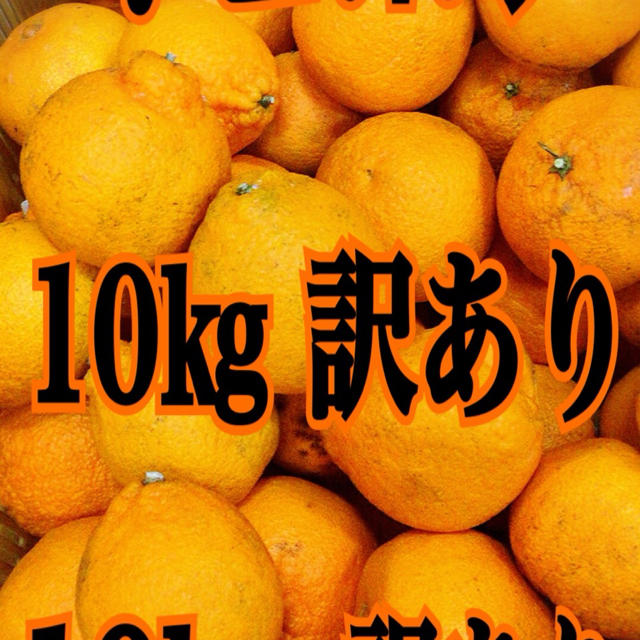 限定値下げ‼️送料無料‼️和歌山産デコポン10kg 訳あり 食品/飲料/酒の食品(フルーツ)の商品写真