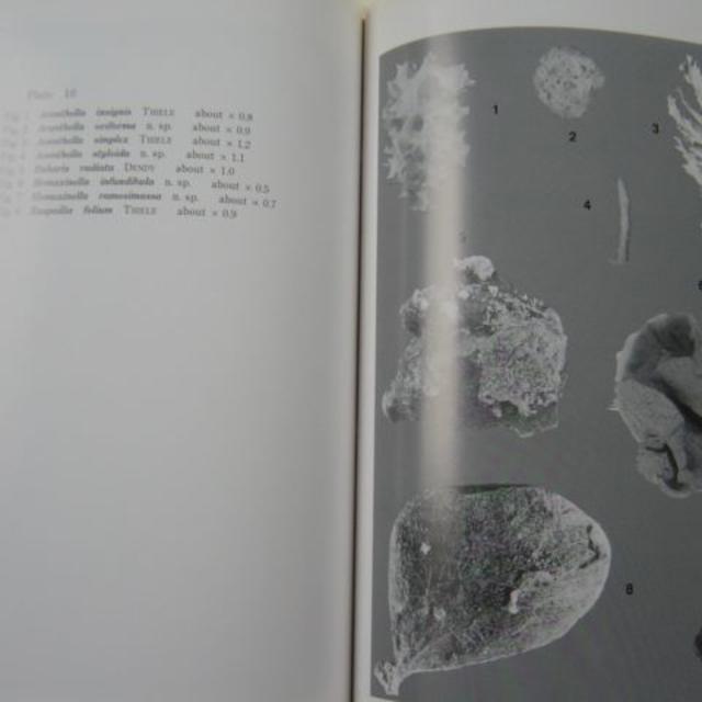 ワンピなど最旬ア！ お買い得「生物学御研究所編『相模湾産尋常海綿類』」 ノンフィクション/教養