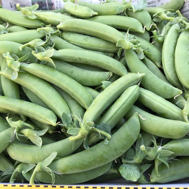 スナップエンドウ1キロ 食品/飲料/酒の食品(野菜)の商品写真