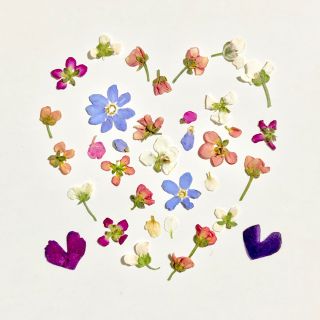 セール🌼アリッサム 忘れな草 押し花(デコパーツ)