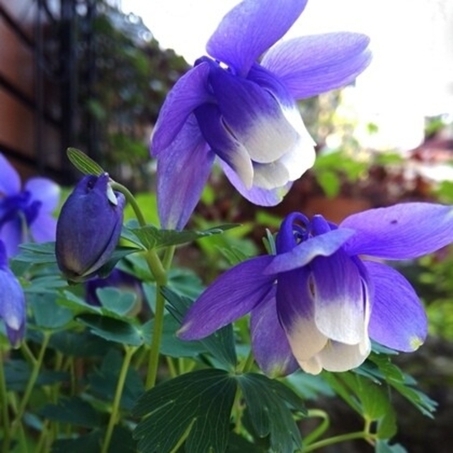 花の種 ミヤマオダマキ ５０粒 下向きに咲く愛らしい花です の通販 By Hanababa S Shop ラクマ