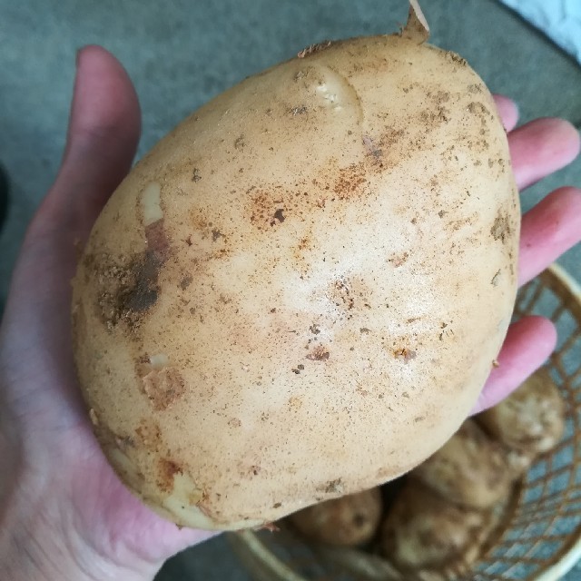 ゲリラ値下げ中!じゃがいも約5kg 食品/飲料/酒の食品(野菜)の商品写真