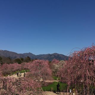 ぴんくぱーるさま専用(その他)