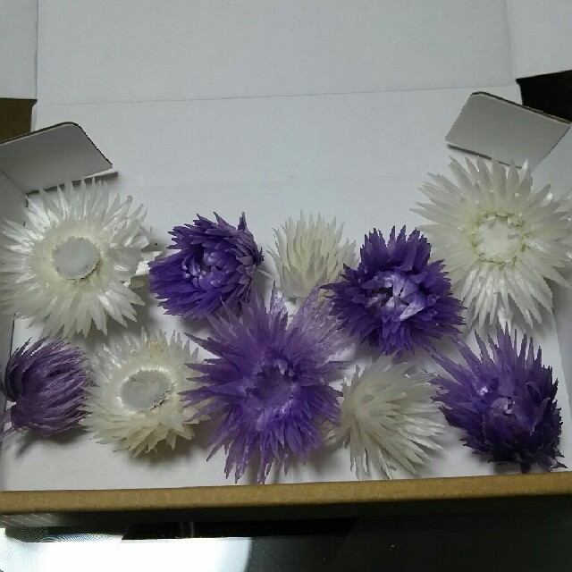 【紫姫様専用】シルバーデージー２色 ハンドメイドのフラワー/ガーデン(ドライフラワー)の商品写真