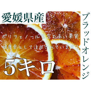 ブラッドオレンジ 5キロ 数量限定(フルーツ)