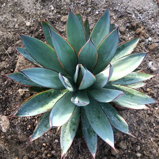 アガベ ブルーグロー 大株 元気苗 多肉植物 観葉植物 サボテンの通販