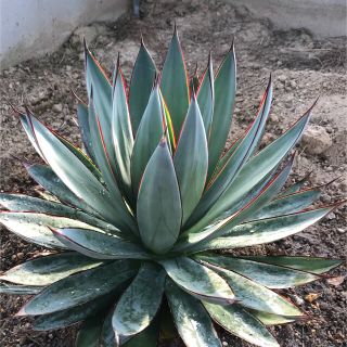 アガベ ブルーグロー 大株 元気苗 多肉植物 観葉植物 サボテンの通販