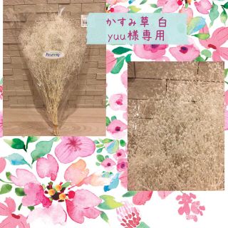 かすみ草白 yuu様専用(プリザーブドフラワー)