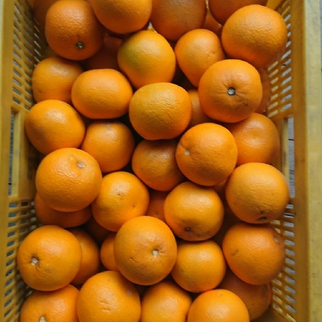 和歌山産 はっさく 10kg 送料込み 食品/飲料/酒の食品(フルーツ)の商品写真