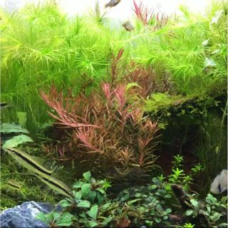 水草 ロタラ 10本 おまけ付き(アクアリウム)