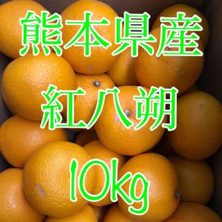 熊本県産 紅八朔 10kg  (フルーツ)