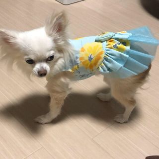 花柄 ペット 犬 服 ワンピース リボン フリル  M(犬)