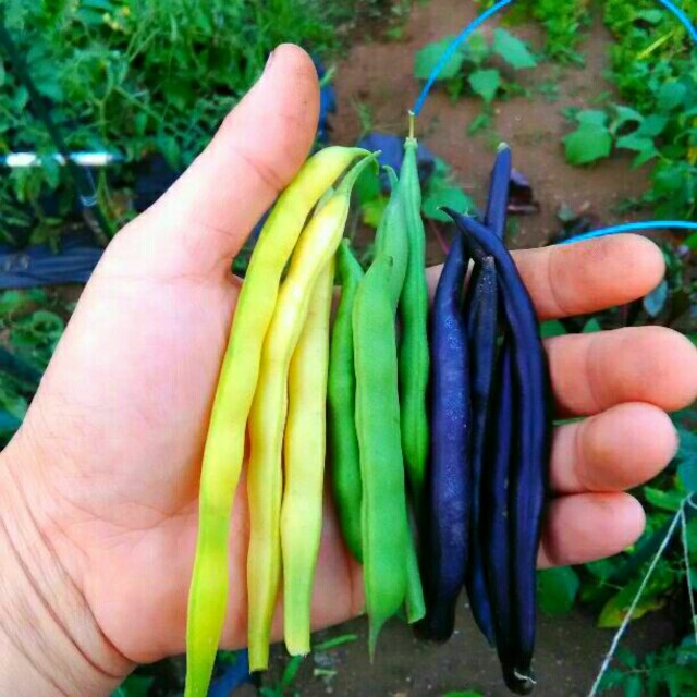 イタリア野菜　カラフルなインゲンの種子　プランターでOK 食品/飲料/酒の食品(野菜)の商品写真